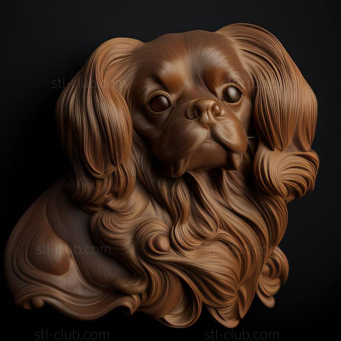 st Continental Toy Spaniel dog